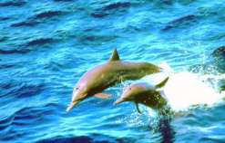bali hai cruise, bali hai cruise nusa lembongan, bali hai, day cruise, evening cruise